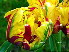 美丽的花 丰富多彩的 郁金香 花壁纸 花 春天 自然 美丽的花朵