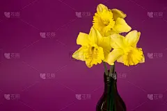 紫色背景,水仙花,黄色,美,贺卡,水平画幅,无人,特写,仅一朵花,粉色背景