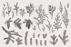 云杉的分枝和球果的向量集，Juniper 。圣诞节常青。冬季复古植物学。雕刻风格。黑人和白人.