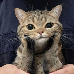 李砚采集到小猫咪