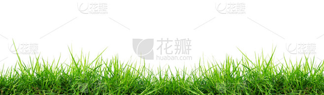 草,自然,草地,水平画幅,绿色,无人,全...