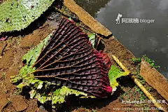 【毛里求斯】岛上活化石 热带植物园, 阿滋猫旅游攻略