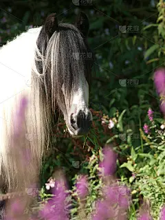 马的头开枪