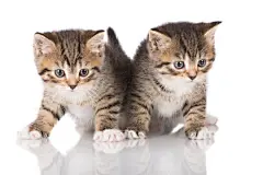 点击来源直接获取大图文件 |两只双胞胎小猫