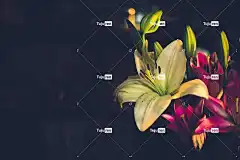 花的 花 百合 自然 开花 植物 美丽的花朵 盛开 花壁纸