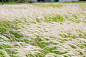 This may contain: the tall grass is blowing in the wind