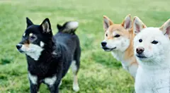 柴犬｜黒柴・茶柴・白柴