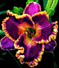 Beautiful Daylillies.