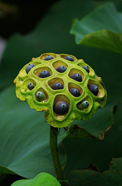 槿睎采集到花卉集锦