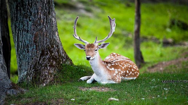Beautiful-Deer-in-Gr...
