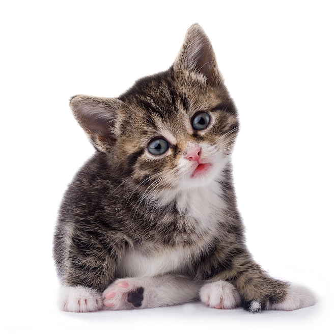 猫PNG