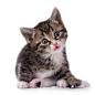 猫PNG