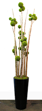 Green Allium Sphere on Yucca Poles in Black Fiberglass Tapered Round Container with Chartruese Reindeer Moss - 123"H x 30" Dia - FL1545 from LDF Silk: