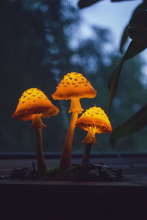 橙色蘑菇在焦松木小夜灯Cachepot