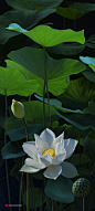 Lotus01