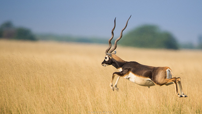 The jump.. by Hardik...