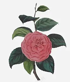 鲜花边框手绘鲜花高清素材 唯美 背景素材 鲜花元素 鲜花花卉 免抠png 设计图片 免费下载