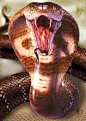 King Cobra: 吓死你们算了 哈哈
