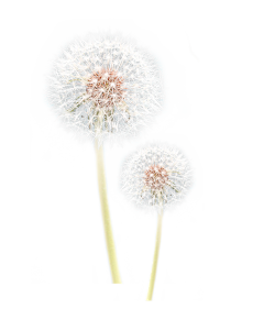 涂涂卜木采集到banner