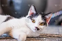 黑白相间的小猫咪躺在室内的地毯上