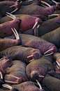 Walruses on the Beach