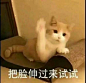 一组可爱的猫咪表情包
点赞自取
#帮找表情包原图# ​​​​