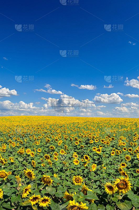 黄色的向日葵映衬着蓝色的天空