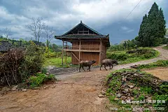 【酷似八卦迷宫般的苗王城】, 养龙旅游攻略