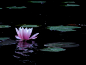 water flowers water lilies lotus flower pink flowers  / 1920x1440 Wallpaper