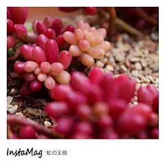 莹莹鲁的多肉名片