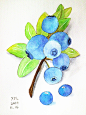 #水彩#蓝莓