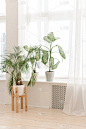 家庭室内植物在一个明亮的窗台上. 在明亮的室内盆栽现代植物. 家中的棕榈树