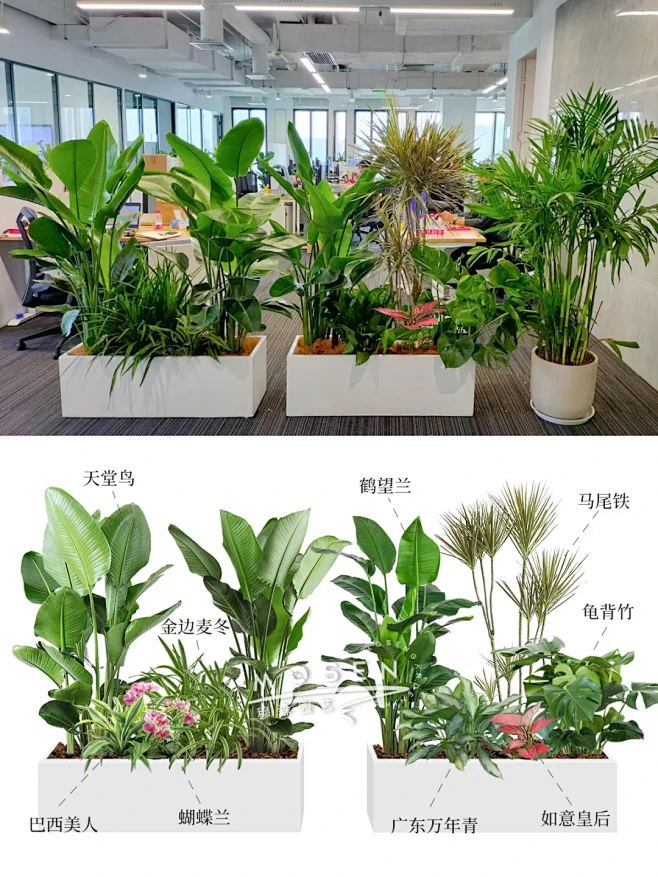 【案例分享】｜办公室绿植造景布置-花瓣网