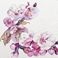 Sakura | Watercolor : Watercolor