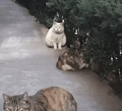 白猫在猫群里地位是最低的