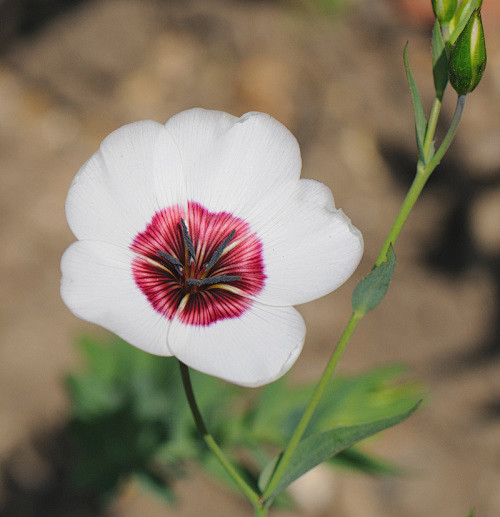 Linum grandiflorum '...
