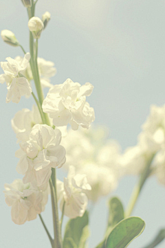 伊人a采集到❀·鲜花装饰我的梦