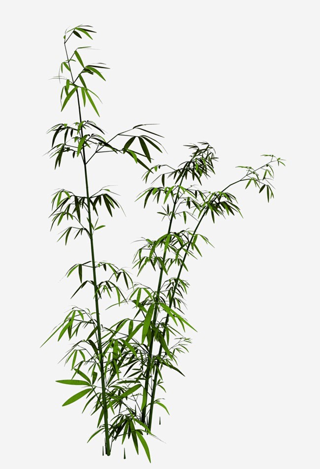 新竹竹叶图案中国风手绘竹子