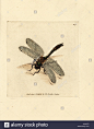 柔和的翡翠蜻蜓,Cordulia aenea(金属蜻蜓,Libellula aenea)。 Handcoloured铜板雕刻的詹姆斯Sowerby英国混杂或彩色的新数据,罕见,或鲜为人知的动物主题,伦敦,1804年。
