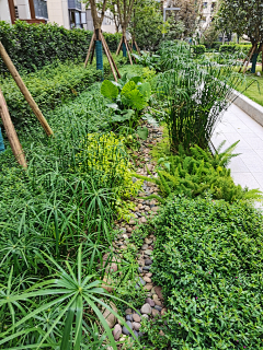 青岚酱采集到雨水花园