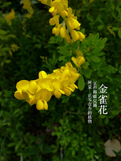 谁说非得起名字采集到花花花花