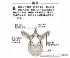 藏云不知境采集到人体骨骼结构