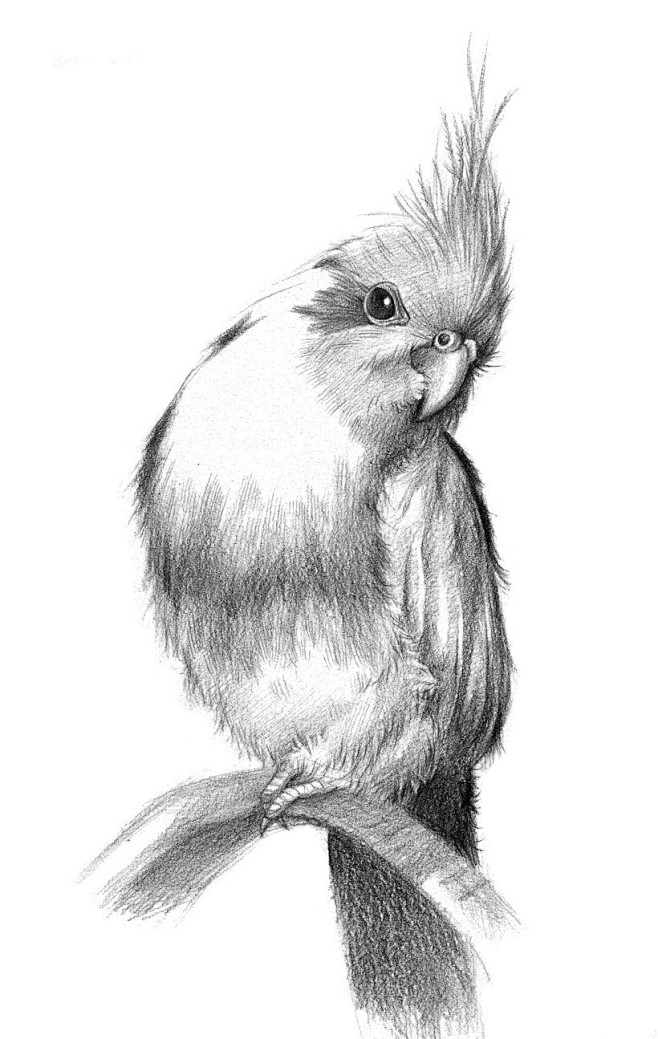 教你画出最可爱的铅笔素描动物!