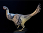 图1这是大鸡其实是……恐龙，一头复原得很好的偷蛋龙科的奥氏葬火龙（Citipati osmolskae），生活在8千万年前早白垩纪的蒙古戈壁——当然那时候还没有青藏高原，蒙古戈壁温暖而湿润。
葬火龙与鸟类的亲缘关系非常近，全身覆盖厚实的羽毛，没有牙齿，长着坚实的喙，用来咬开坚硬的种子或者贝壳，还有一 ​​​​...展开全文c