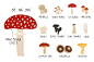 精美森林蘑菇浆果大自然图案插画素材合辑 Go for Mushrooms. Forest Collection. :  