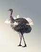 Daramulum : The next image in a personal series I'm working on, this one takes the form of an Emu - an Australian flightless bird similar to an ostrich. The image uses stock that I shot in the Victorian Alps in Australia, near Falls Creek. 