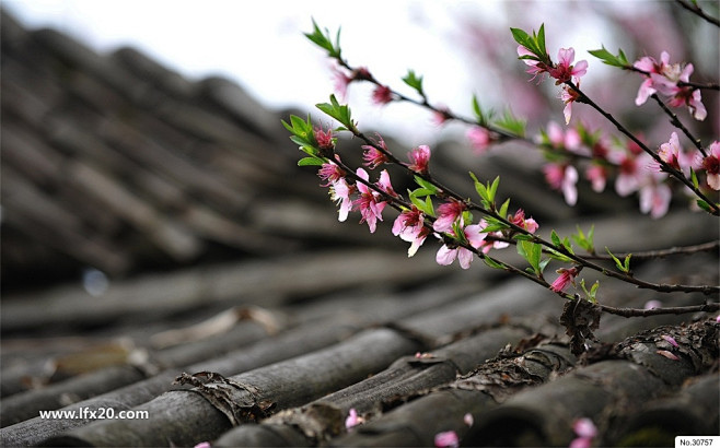 桃花