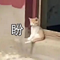 表情包/可爱