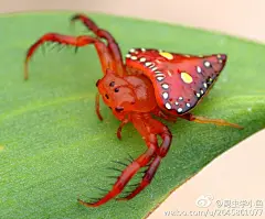Arkys lancearius，和Arkys属其它蜘蛛一样，也是通常不织网，直接使用前肢捕捉猎物。Photo by Mac Christiansen.