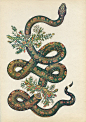 Snake Illustration by katie scott. Absolutely beautiful. Slipped Through. http://www.katie-scott.com/